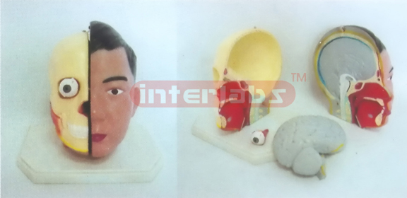 GIANT DELUXE HEAD MODELWITH HALF BRAIN (4PCS)